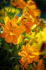 USA-Colorado-Fort Collins Yellow coreopsis flowers Art Print